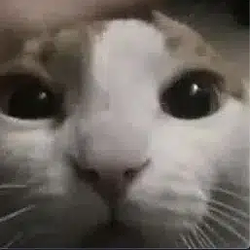SCAT