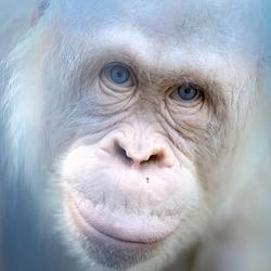 Blue Eyes White Ape logo