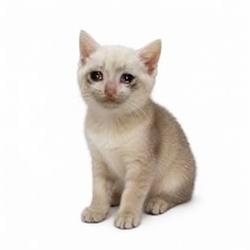 CashKitty / SOL