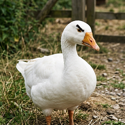 $HONK
