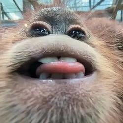 monke