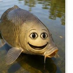 Carp