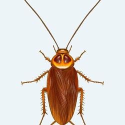 Cockroach