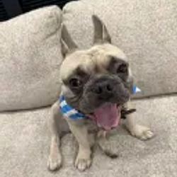 dogg