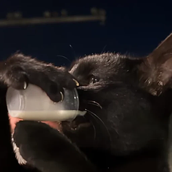 DRINKING CAT