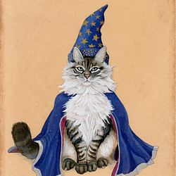 cat on