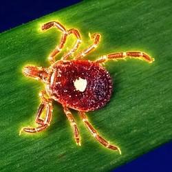 Genetically Modified Tick