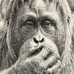 orangutan