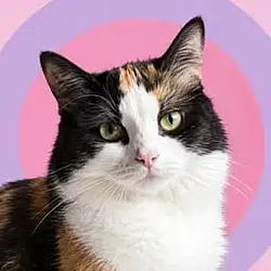 Calico