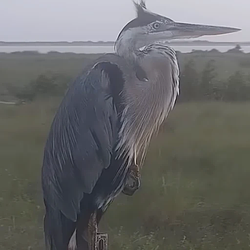 Heron / SOL