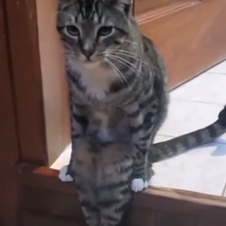 Casual Cat / SOL