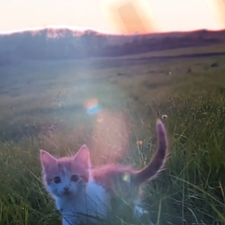 SUNSHINE
