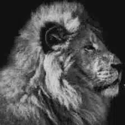 LION / SOL