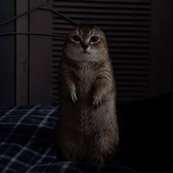 prairiecat