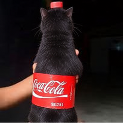 Catcoke / SOL