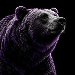 The Bear