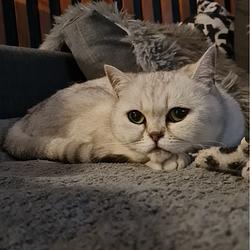 $SWEETCAT