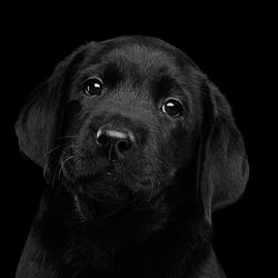 BLACKDOG