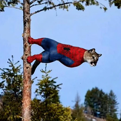 SPIDERCAT