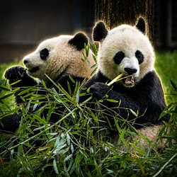 Qing &amp; Bao