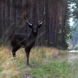 DEER / SOL