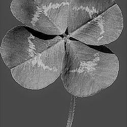 4leaf / SOL