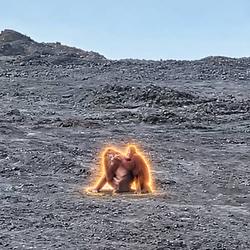 Orangutans