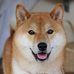 INUI