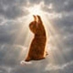 왕바리 / SOL