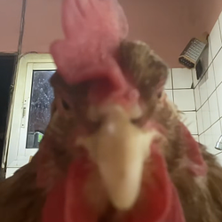 CHICKEN / SOL