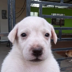 Esquizo