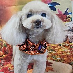 KOJI