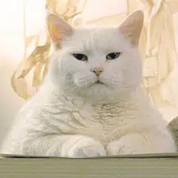 lolcat