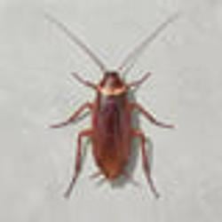 COCKROACH