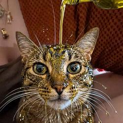 OLIVE