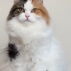LUNACALICO