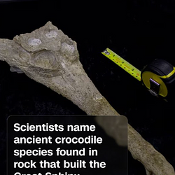 CROCO