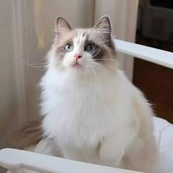 WHCAT