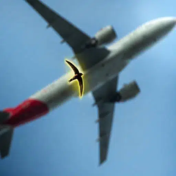 Flying