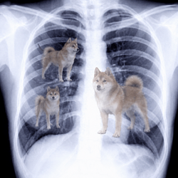 doginu
