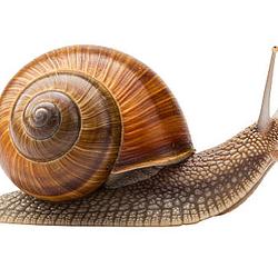 SLUG