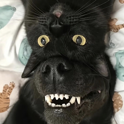 meowf / SOL