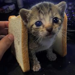 Meow