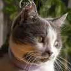 Basil