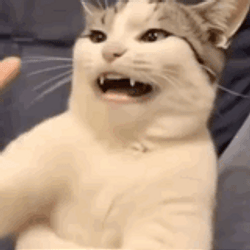 FARTCAT