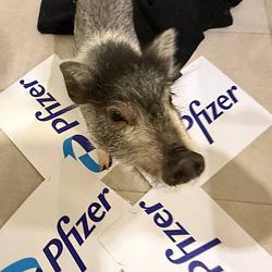 PFE