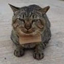 DEBTCAT / SOL
