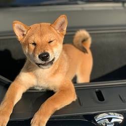 Floki Elon's Dog logo