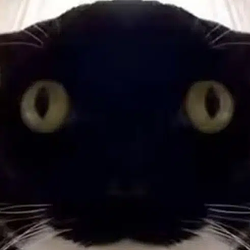 FOMOCAT