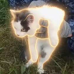 drugcat / SOL